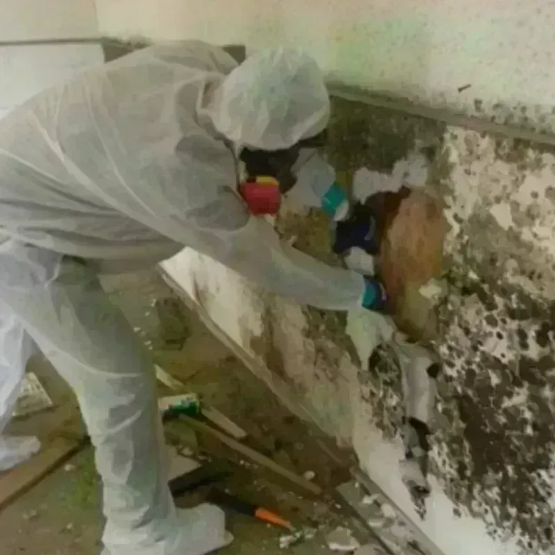 Mold Remediation and Removal in Wolfe City, TX